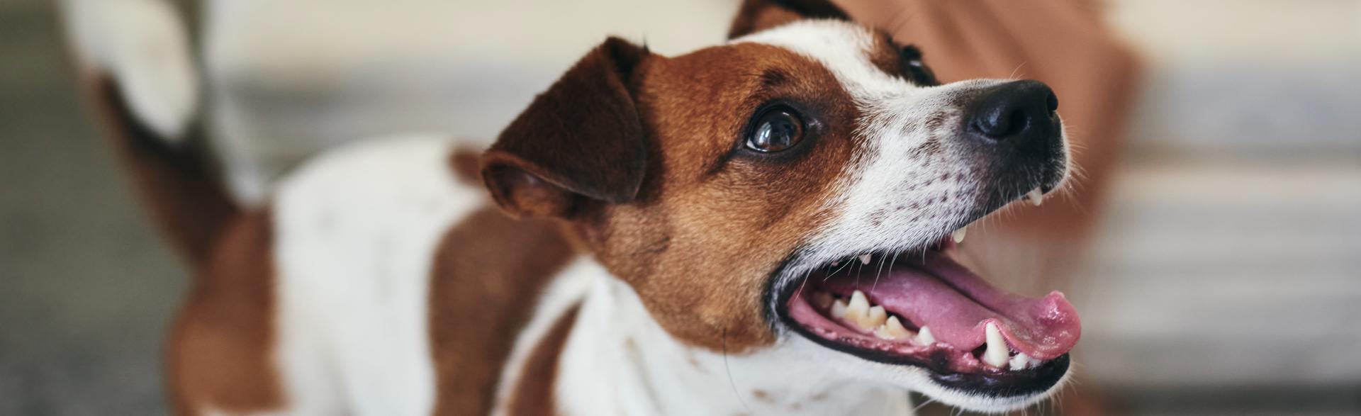 joyful dog