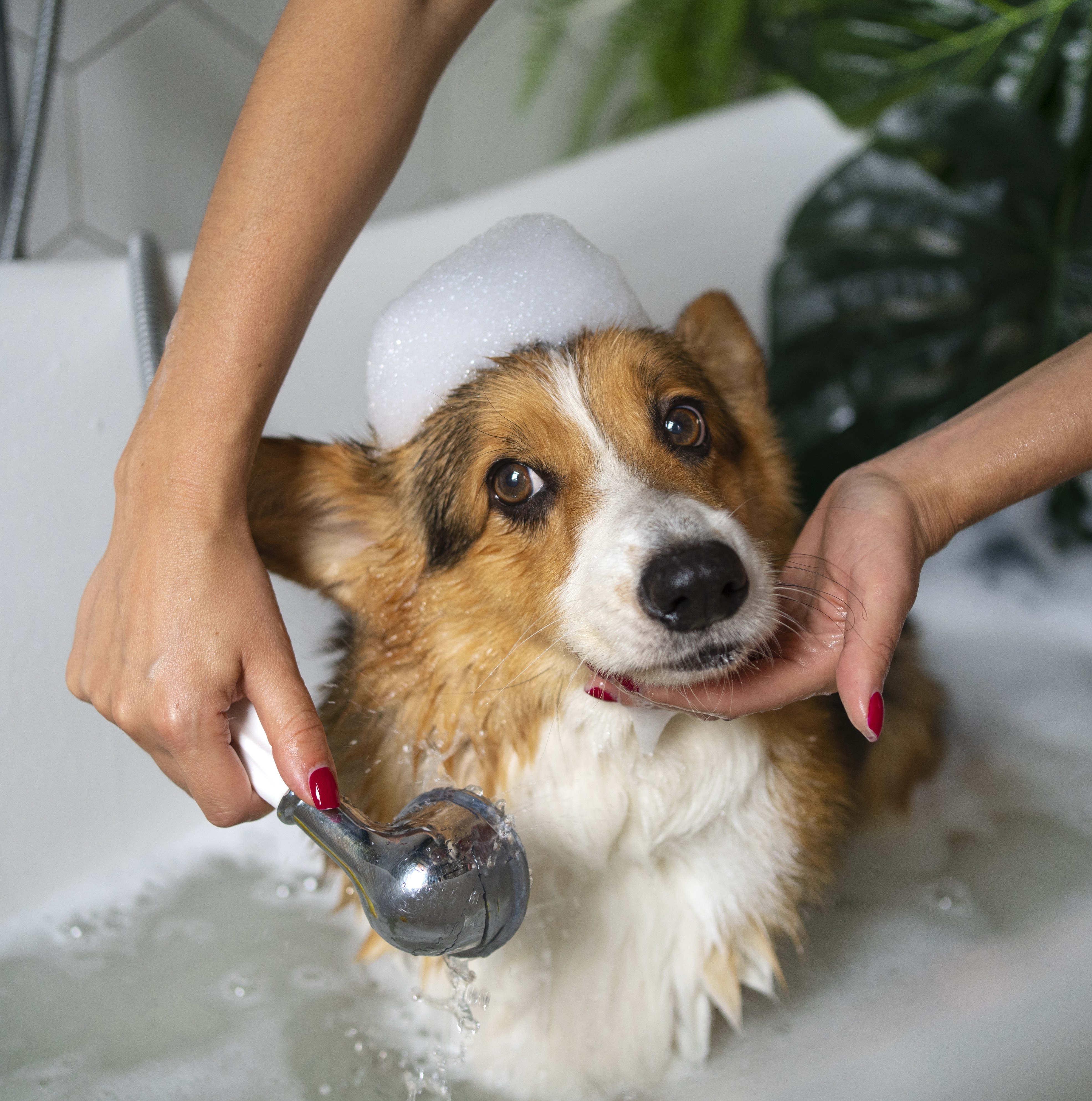 Why Grooming Is Essential for Your Pet’s Health and Happiness