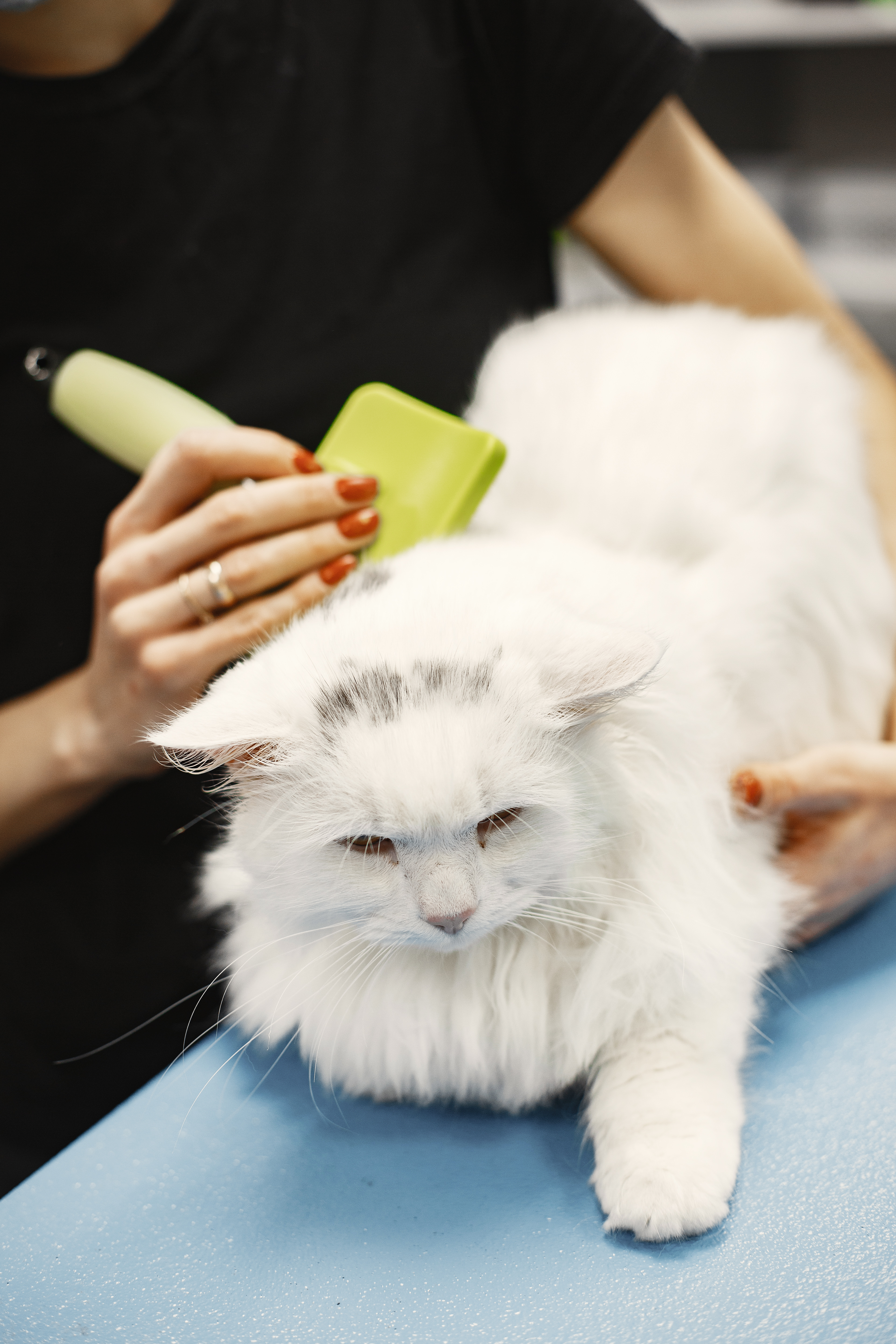 Why Professional Grooming Is Better Than DIY